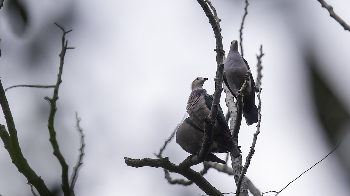 Green Imperial-Pigeon (Rufous-naped) - ML612331375