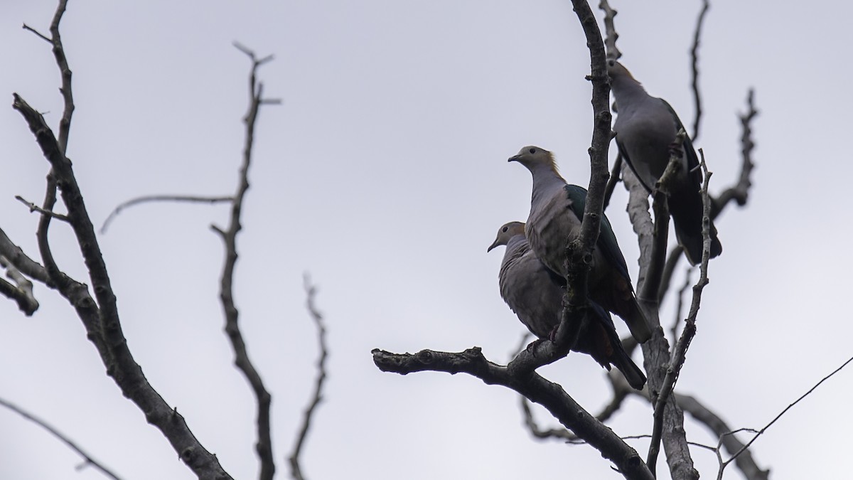 Green Imperial-Pigeon (Rufous-naped) - Robert Tizard