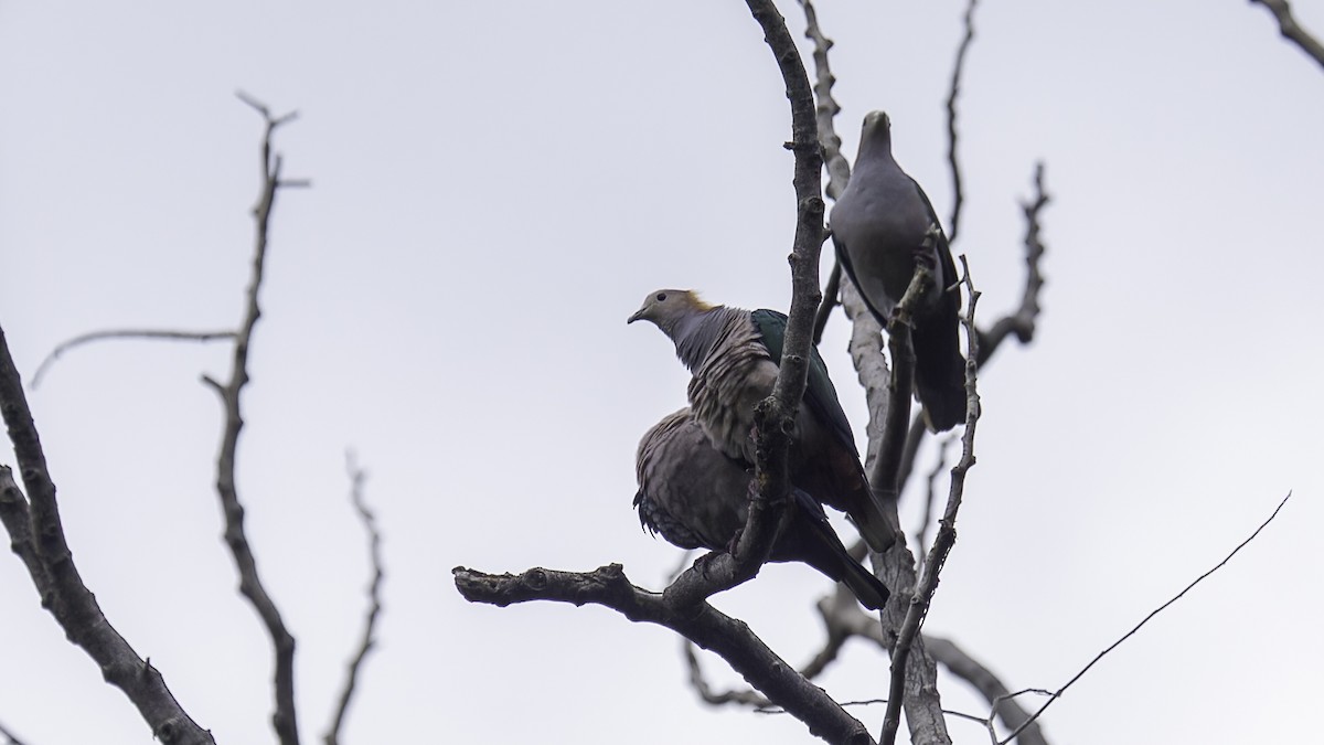 Green Imperial-Pigeon (Rufous-naped) - ML612331377