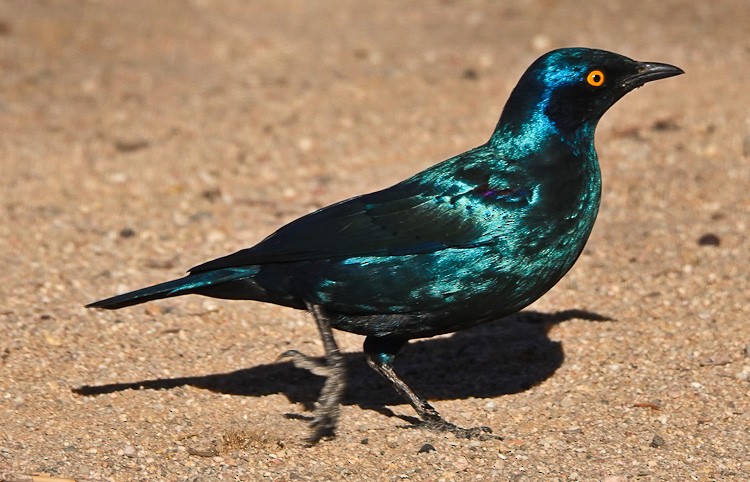 Cape Starling - ML612331399