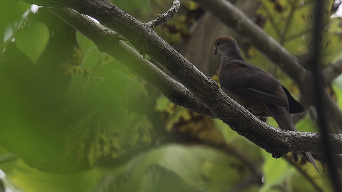Sultan's Cuckoo-Dove (Sulawesi) - Robert Tizard