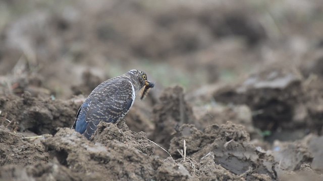 Эгэл хөхөө - ML612331450