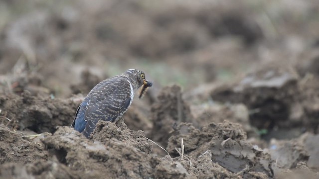 Common Cuckoo - ML612331450