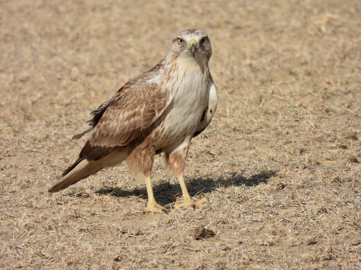 Long-legged Buzzard - Sumedh Jog