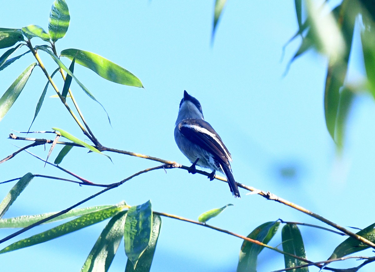 Bar-winged Flycatcher-shrike - ML612331515