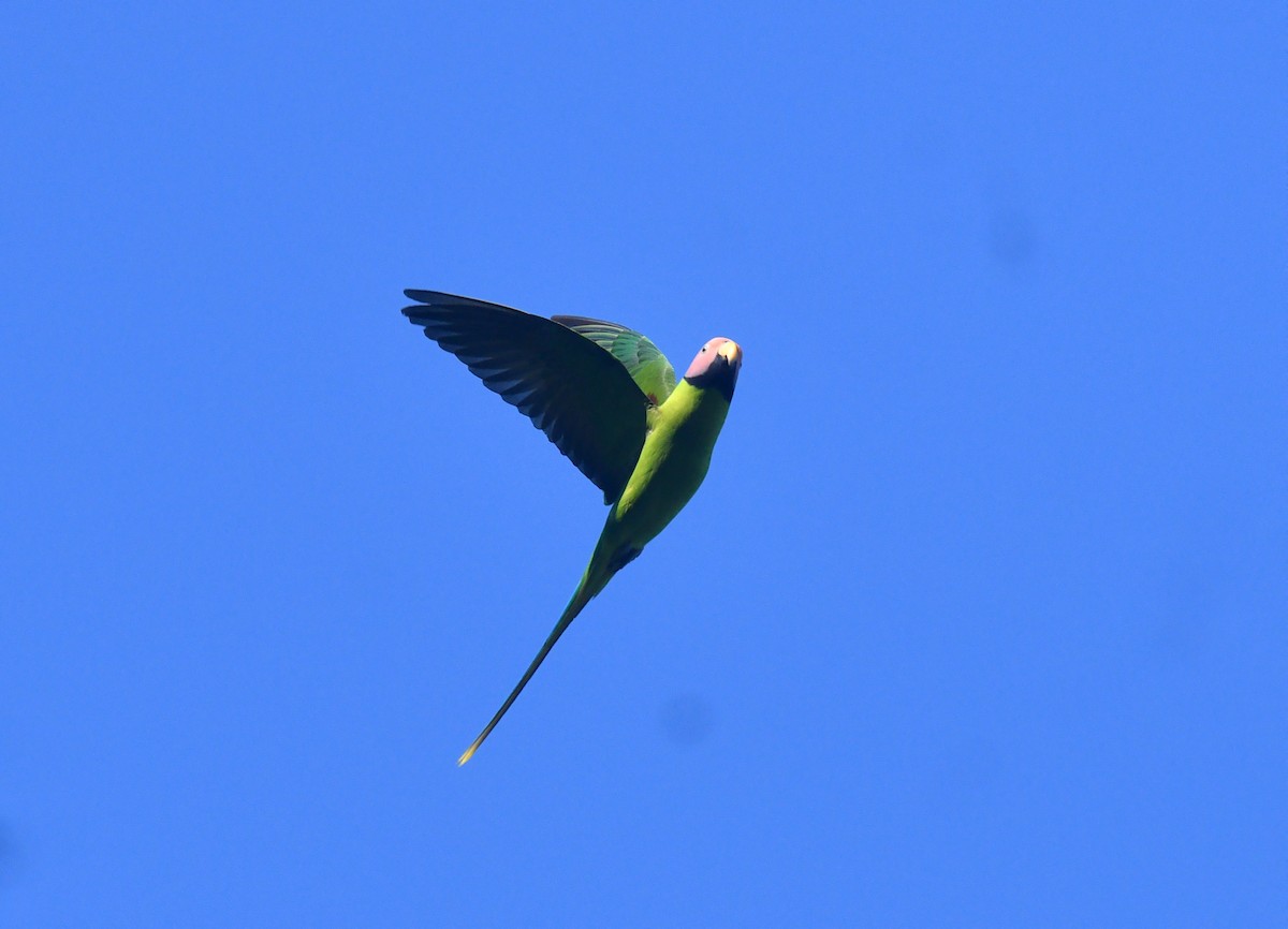 Blossom-headed Parakeet - ML612331523