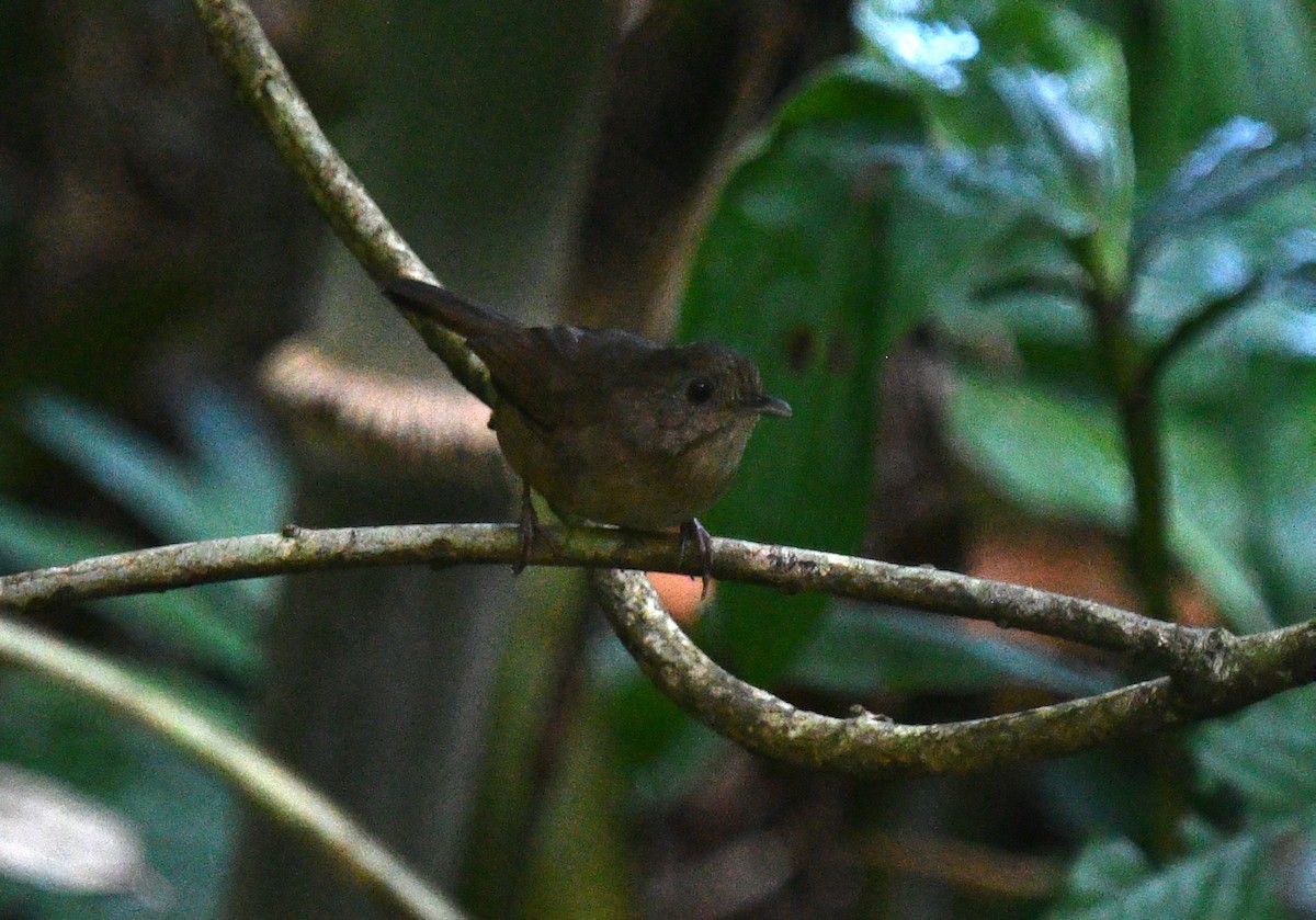 Buff-breasted Babbler - ML612331534