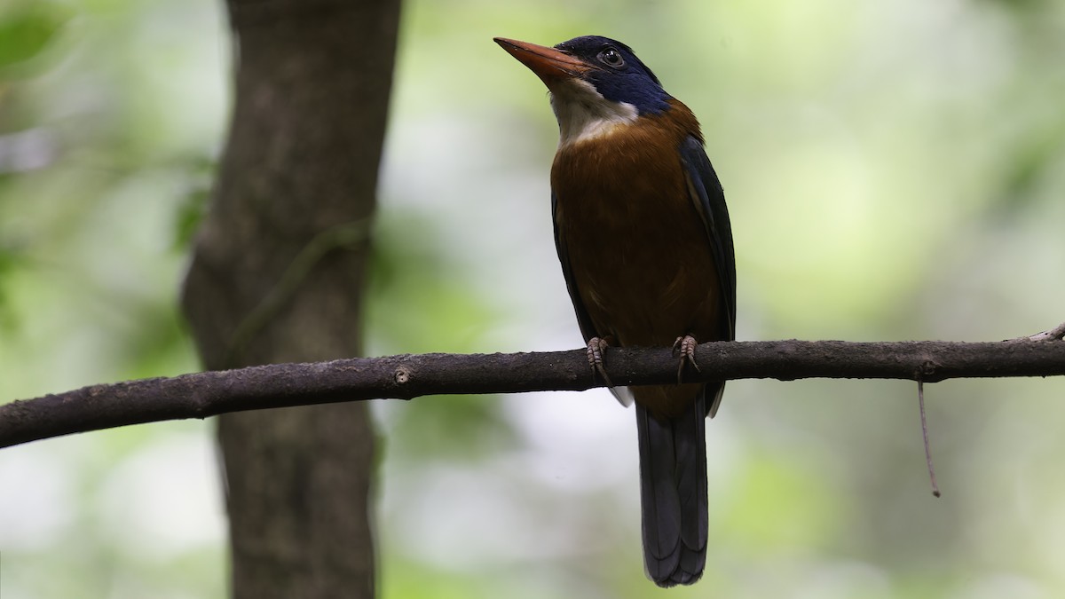 Green-backed Kingfisher (Blue-headed) - ML612331541