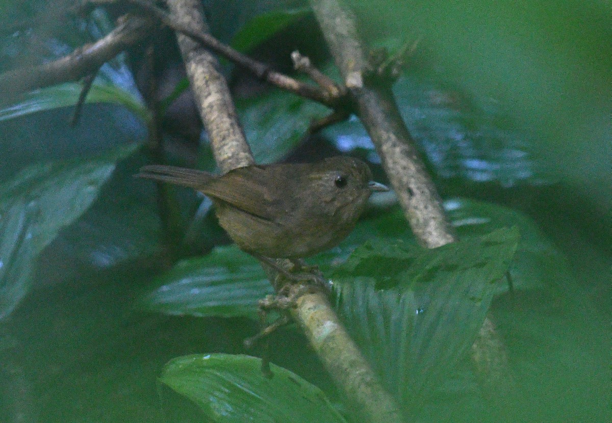 Buff-breasted Babbler - ML612331544