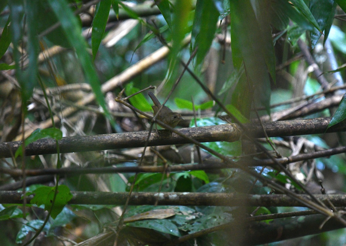 Buff-breasted Babbler - ML612331545