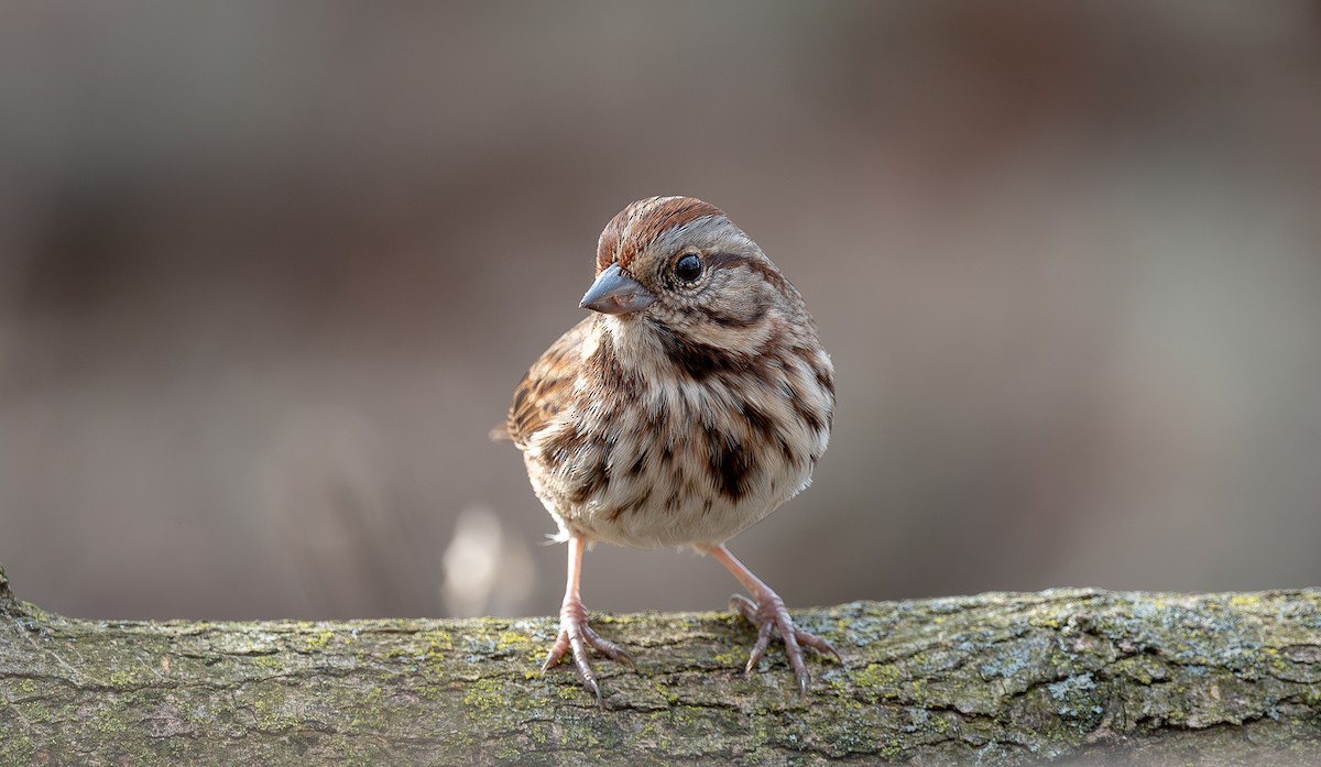 Song Sparrow - ML612331547