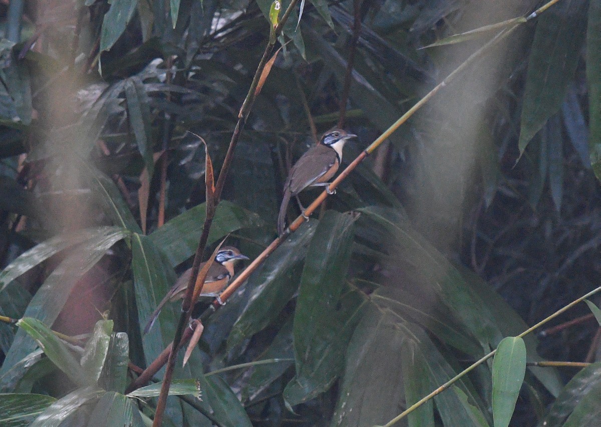 Greater Necklaced Laughingthrush - ML612331550