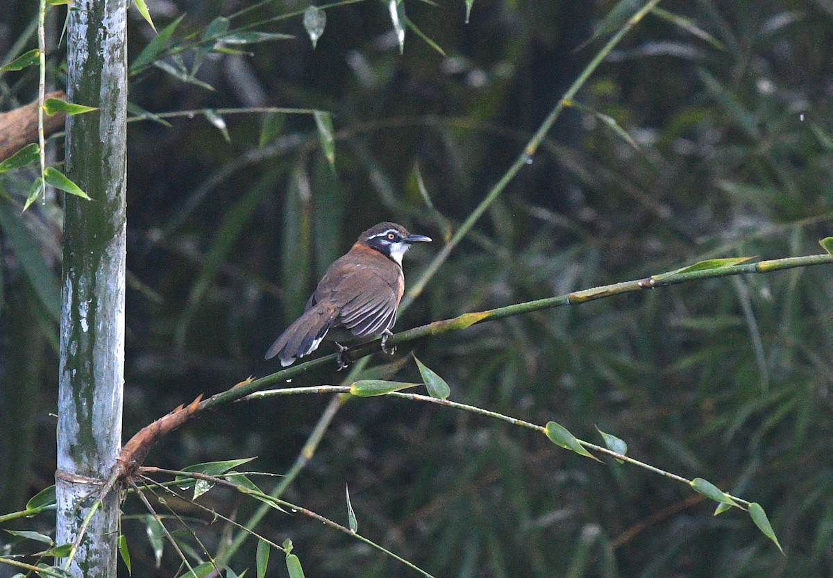 Lesser Necklaced Laughingthrush - ML612331559