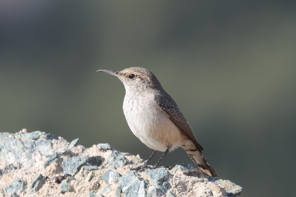 Rock Wren - William Rockey