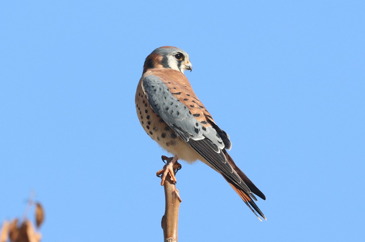 American Kestrel - ML612331575