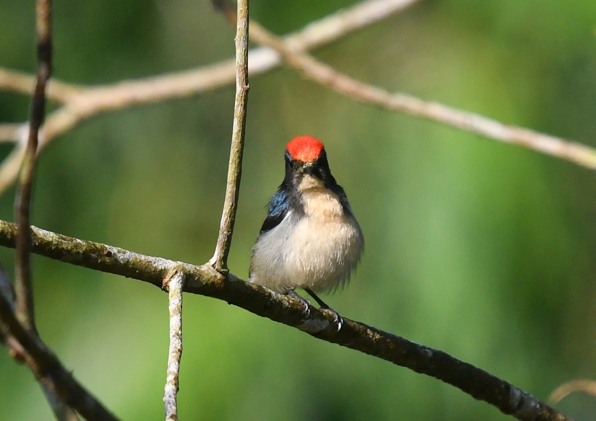 Scarlet-backed Flowerpecker - ML612331577