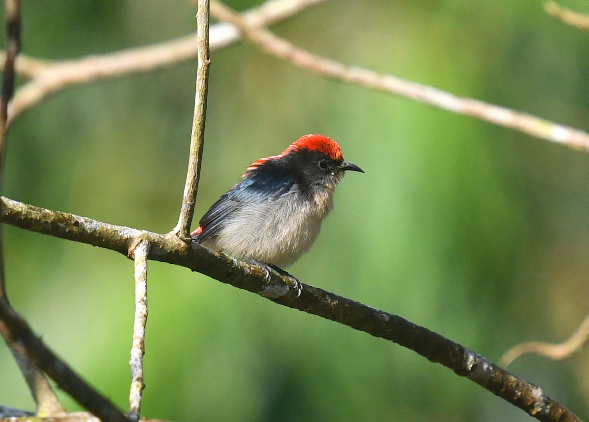 Scarlet-backed Flowerpecker - ML612331580