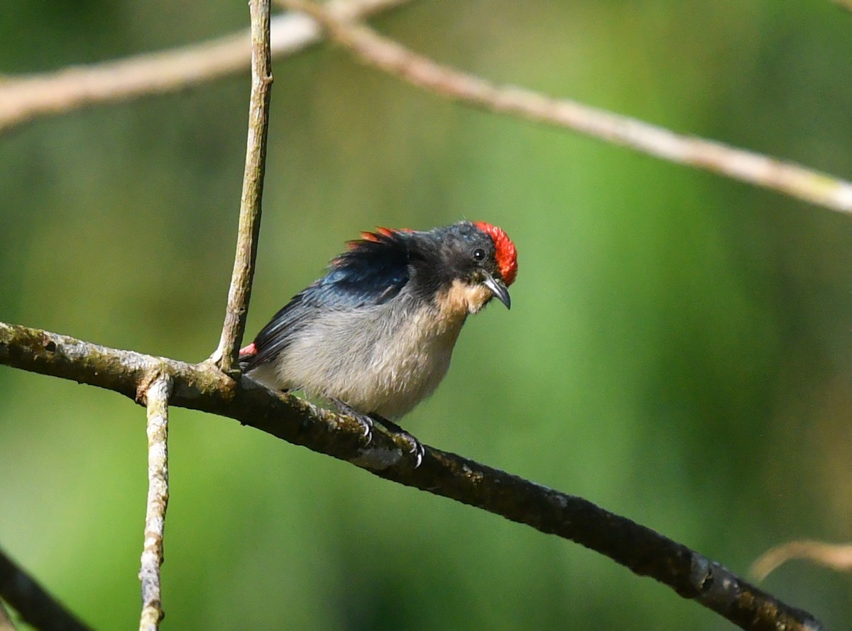 Scarlet-backed Flowerpecker - ML612331581