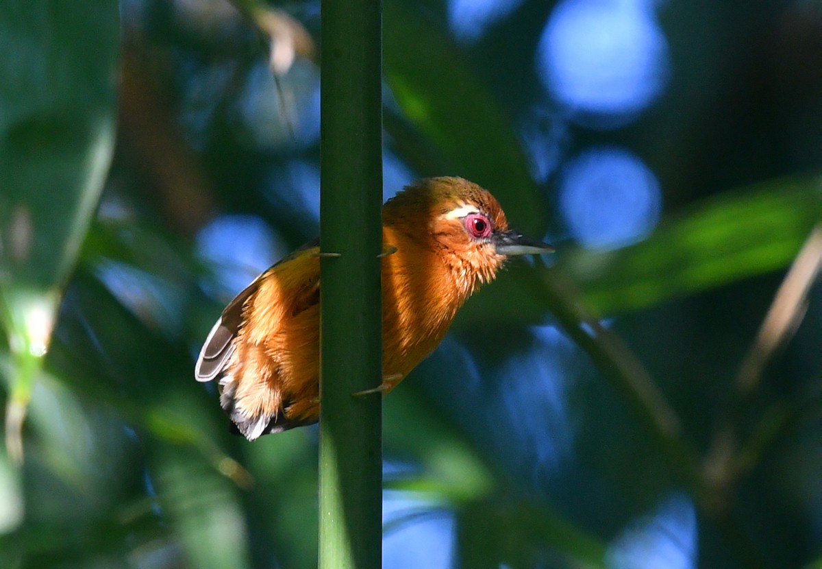 White-browed Piculet - ML612331616