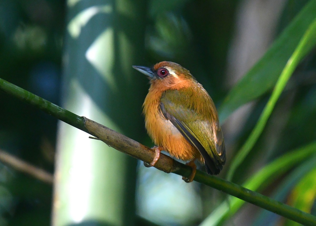 White-browed Piculet - ML612331622