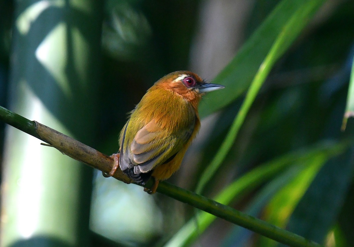 White-browed Piculet - ML612331623