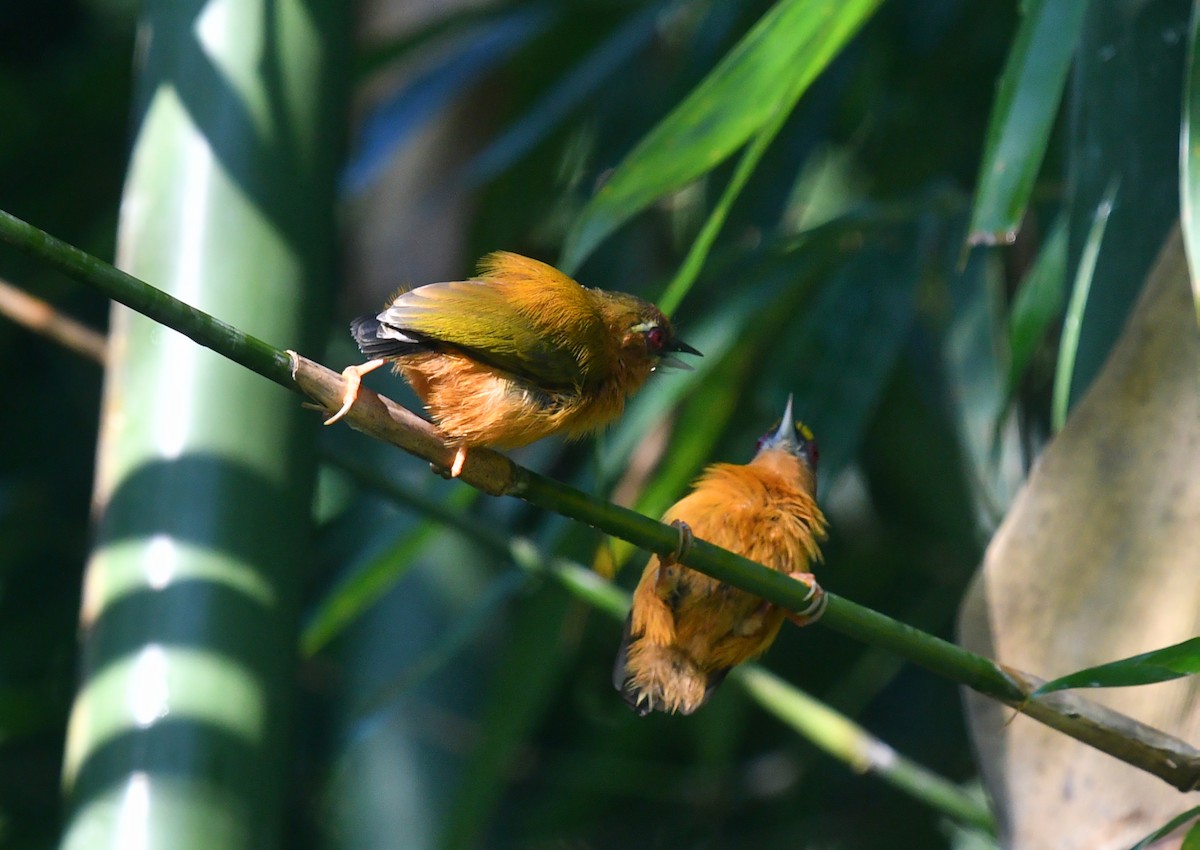 White-browed Piculet - ML612331624