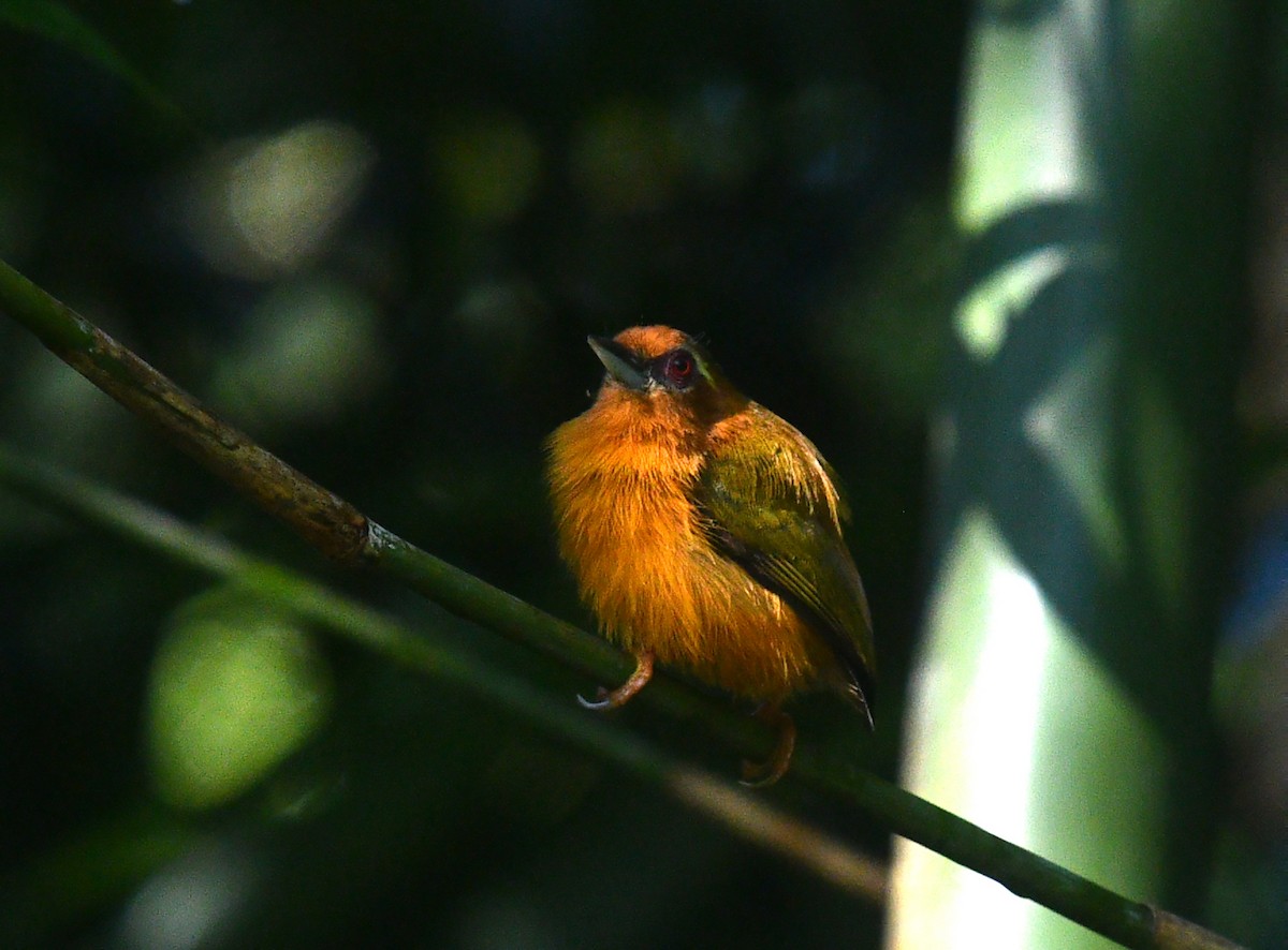 White-browed Piculet - ML612331626