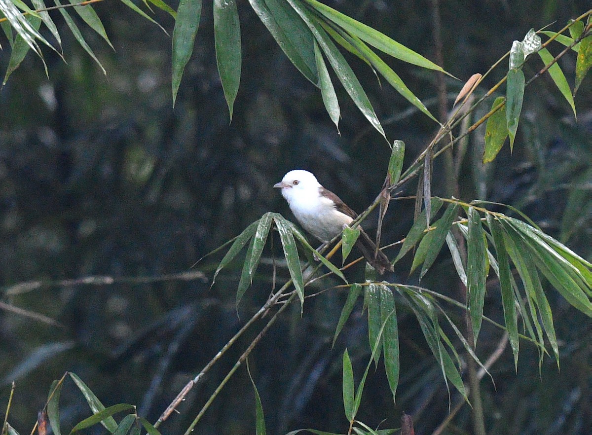 White-hooded Babbler - ML612331637