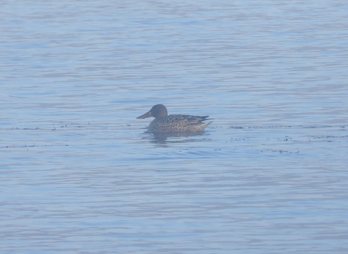 Northern Shoveler - ML612331640