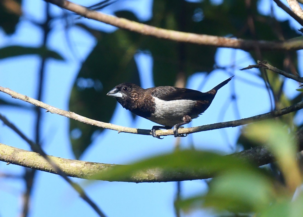 White-rumped Munia - ML612331642