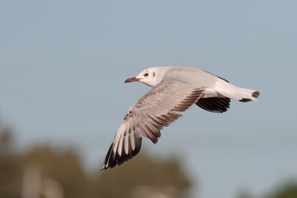 Brown-hooded Gull - ML612331684