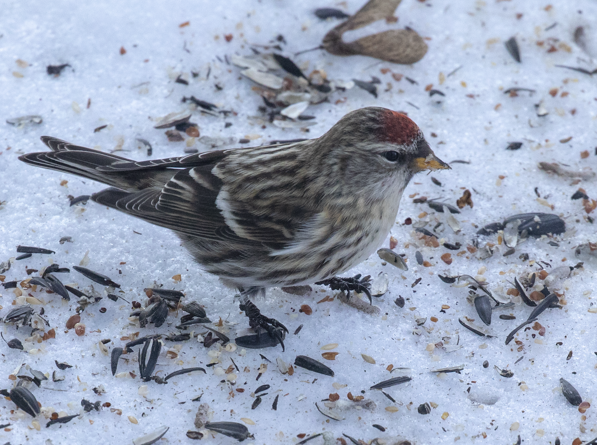 Common Redpoll - Anonymous