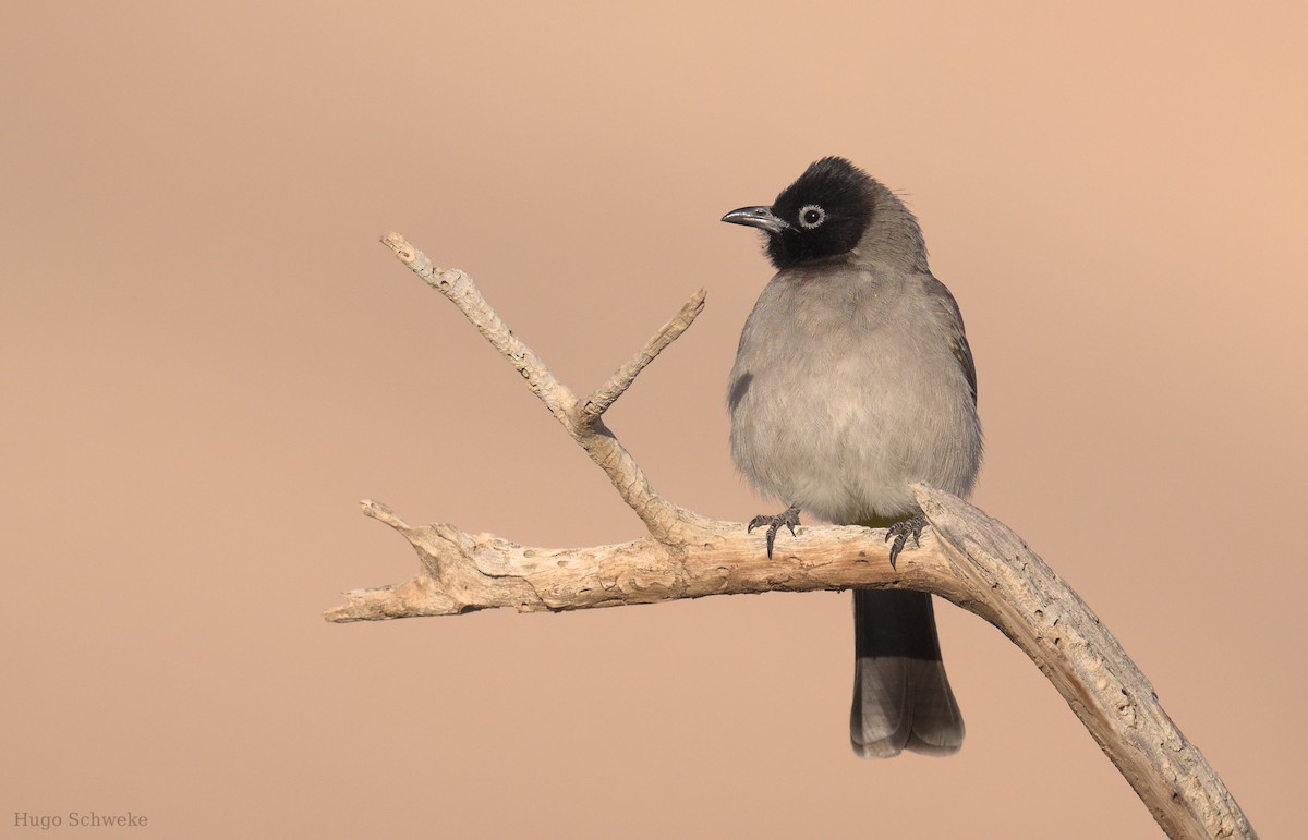 White-spectacled Bulbul - ML612331752