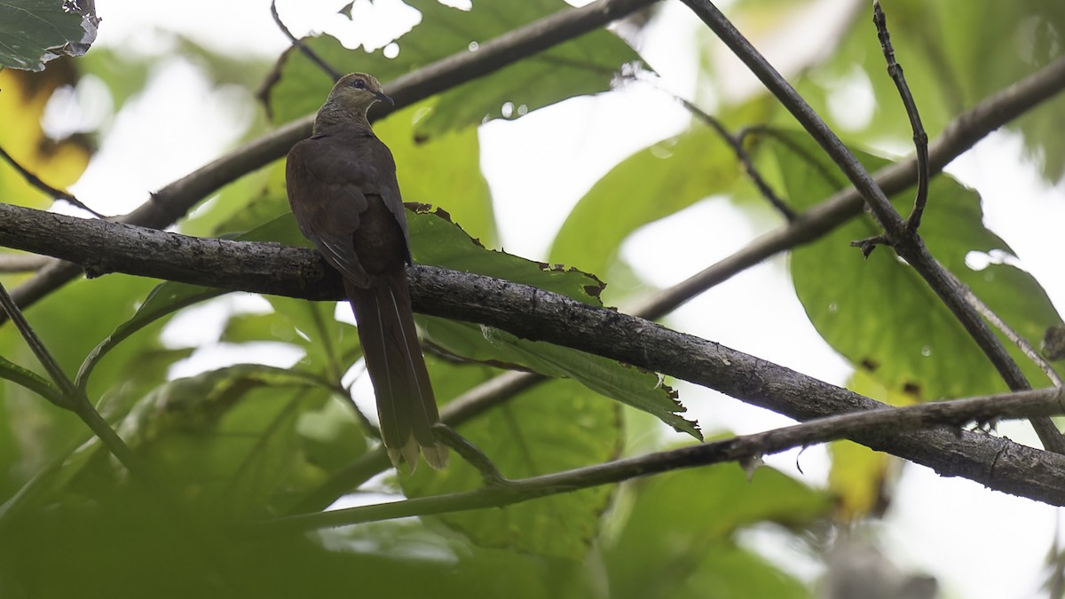 Sultan's Cuckoo-Dove (Sulawesi) - Robert Tizard