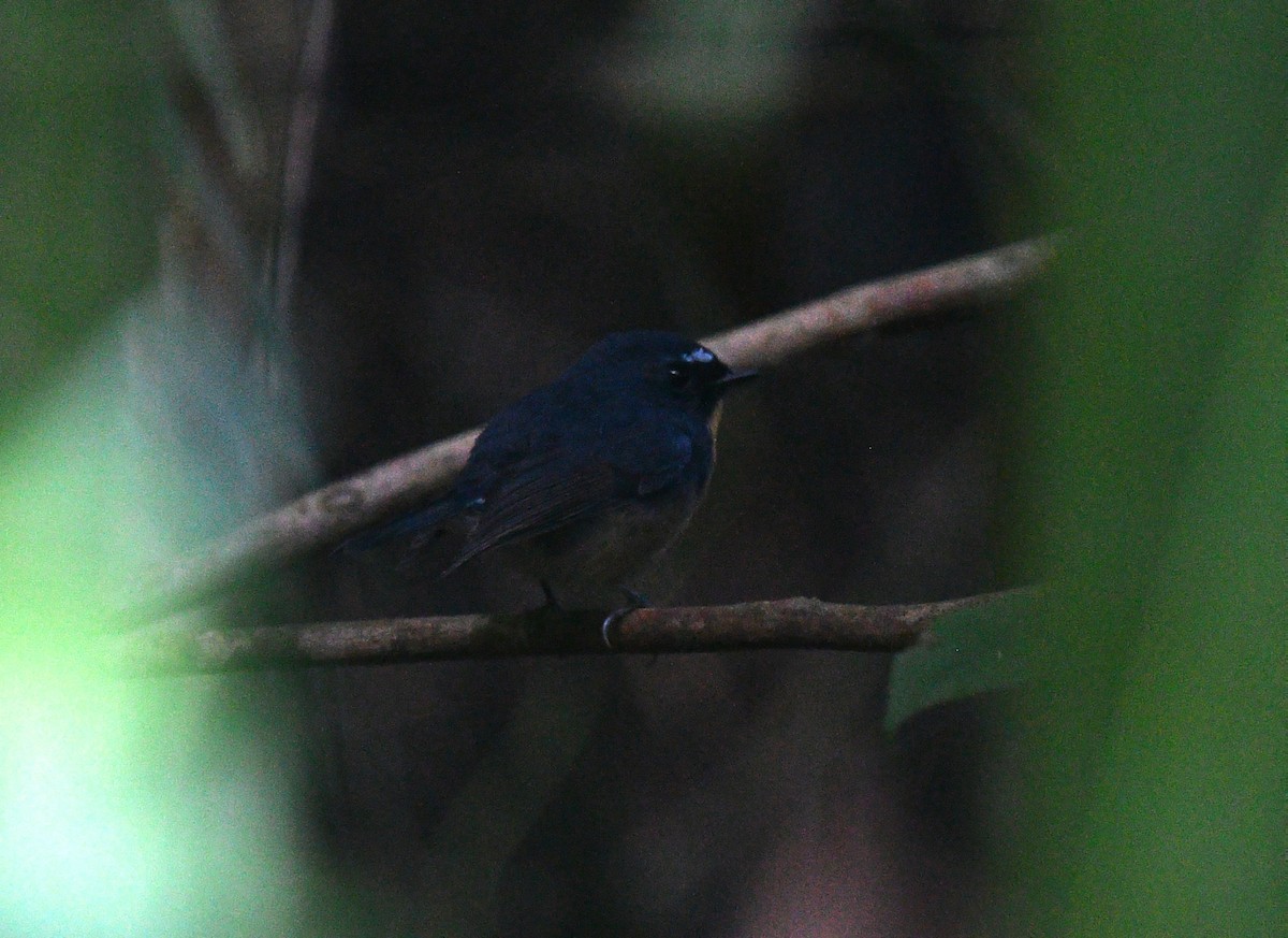 Snowy-browed Flycatcher - ML612331814