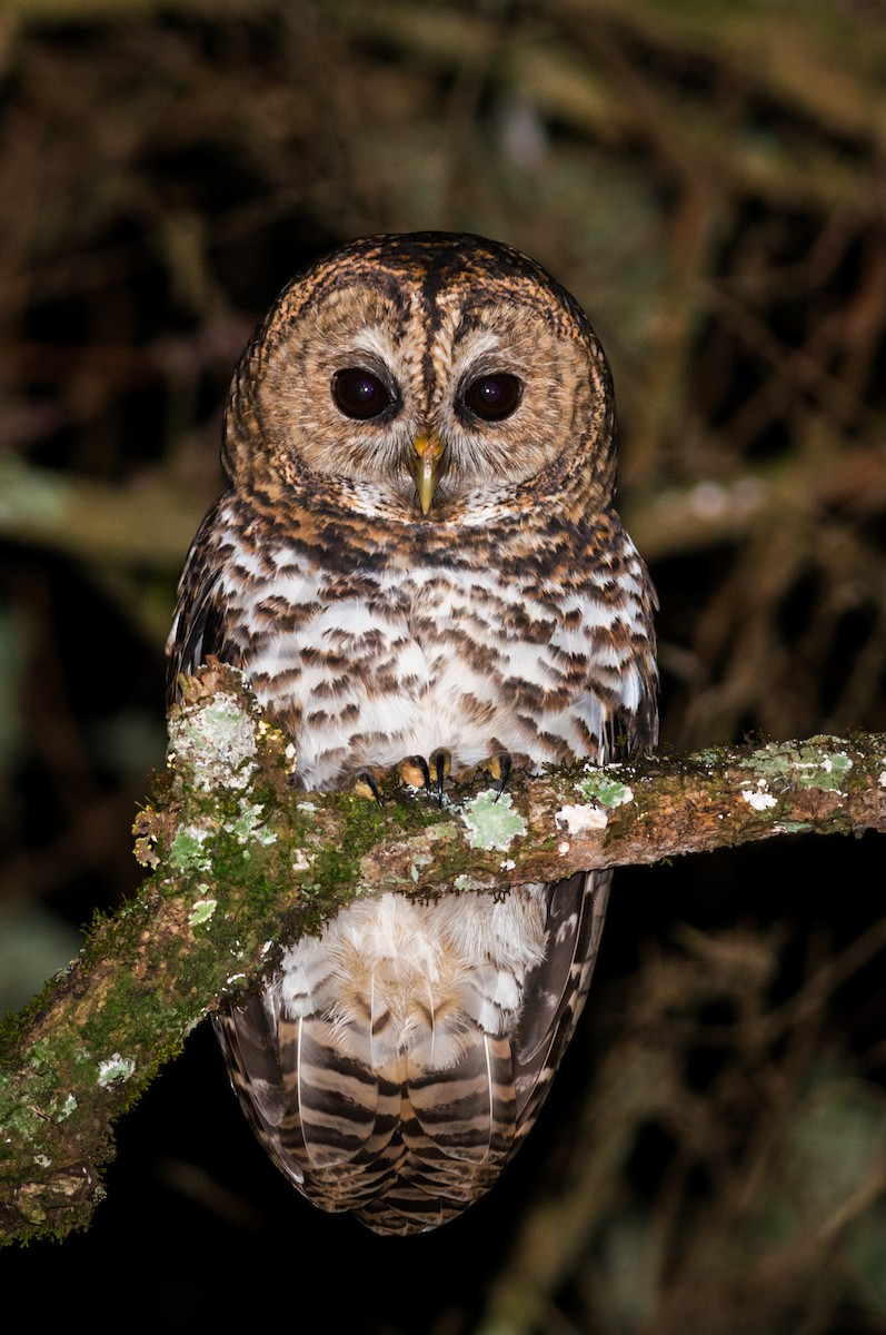 Rusty-barred Owl - ML612331816
