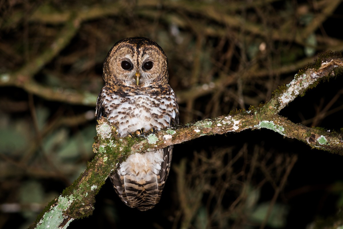 Rusty-barred Owl - ML612331818