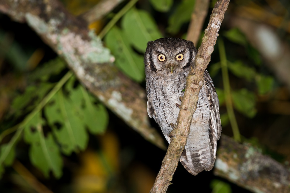 Tropical Screech-Owl - ML612331819