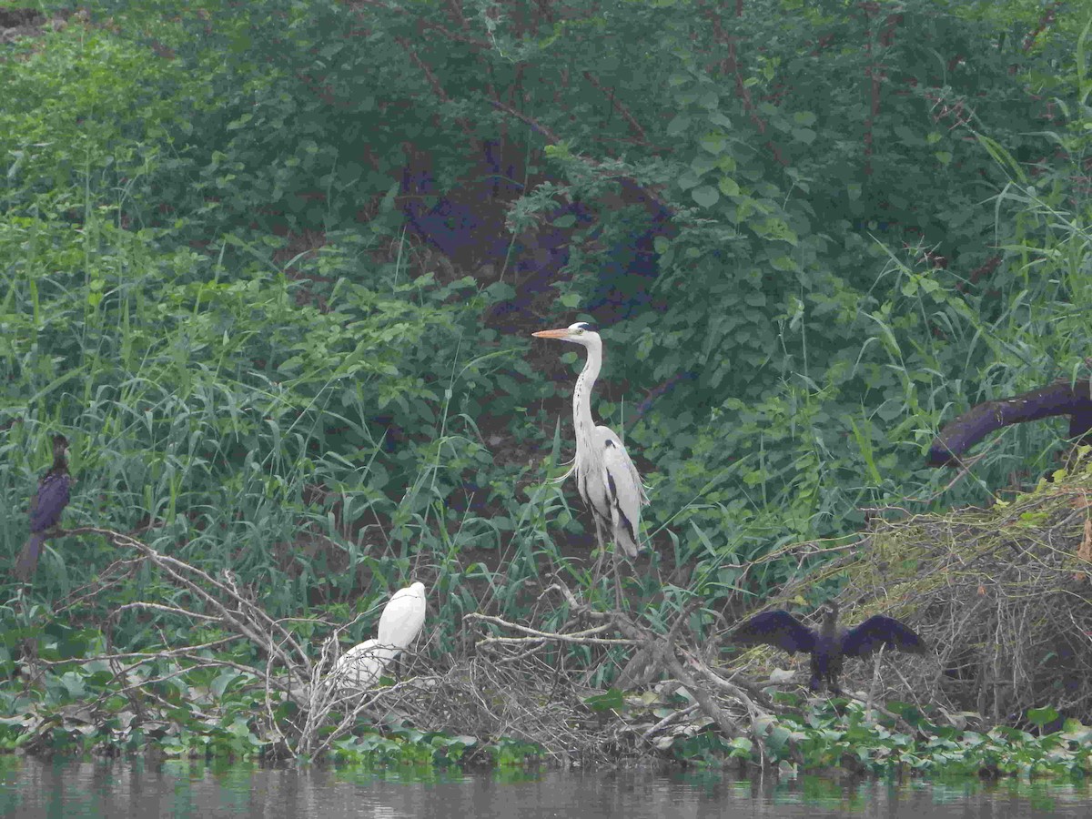 Gray Heron - Gandhikumar Rangasamudram Kandaswami