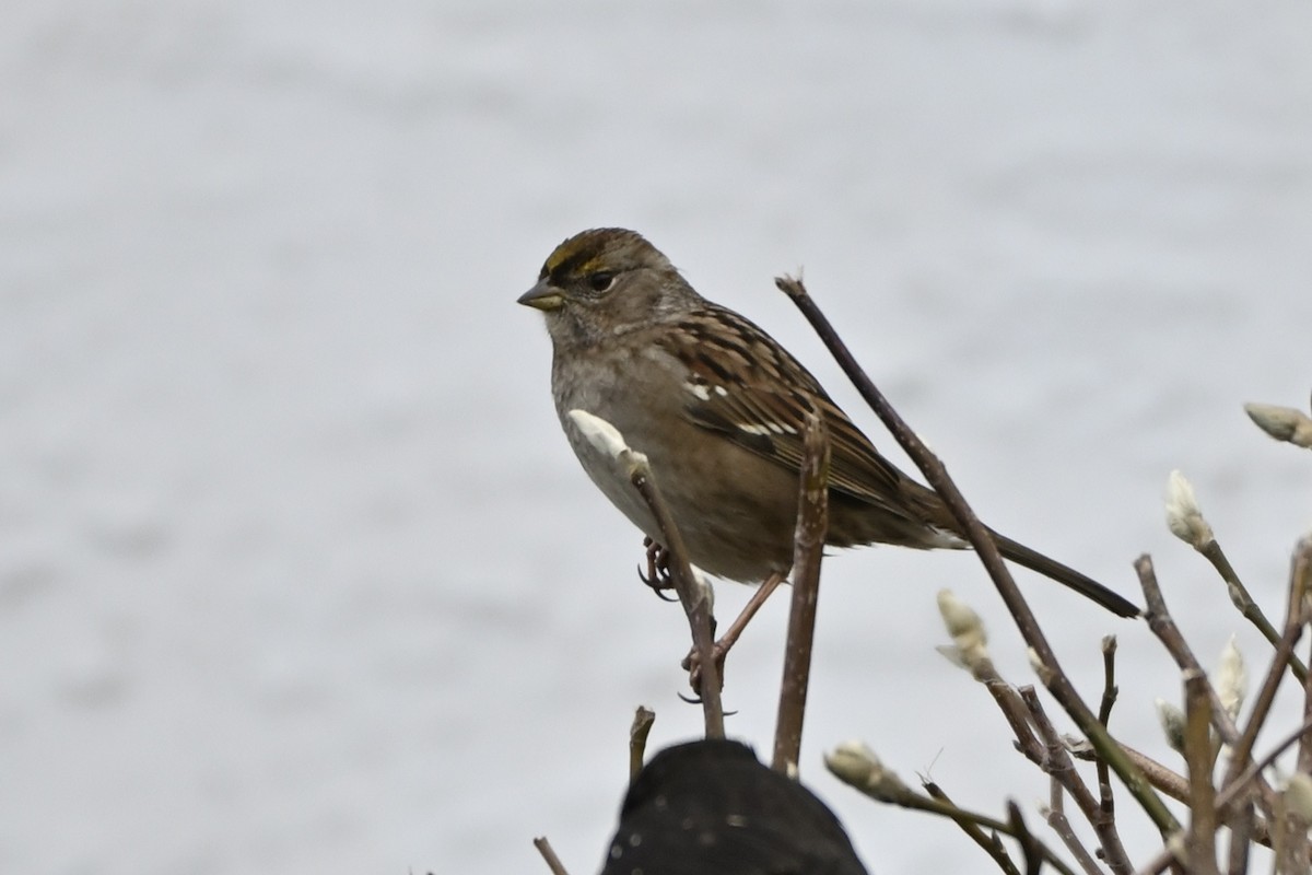 Golden-crowned Sparrow - marlene mitchell