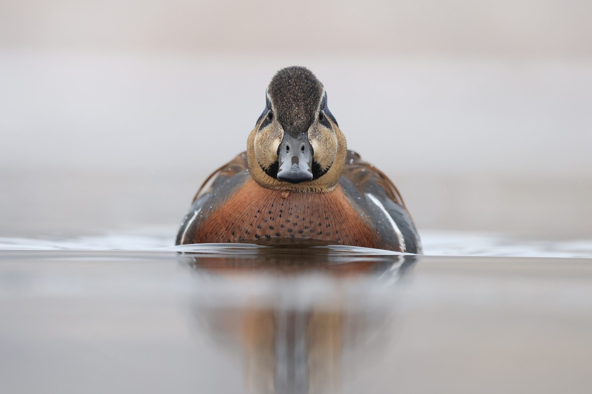 Baikal Teal - Hang Ye