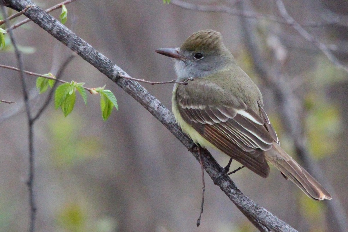 Great Crested Flycatcher - ML612331943