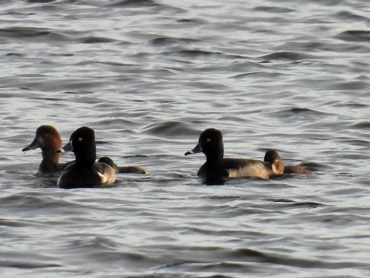 Ring-necked Duck - ML612331945