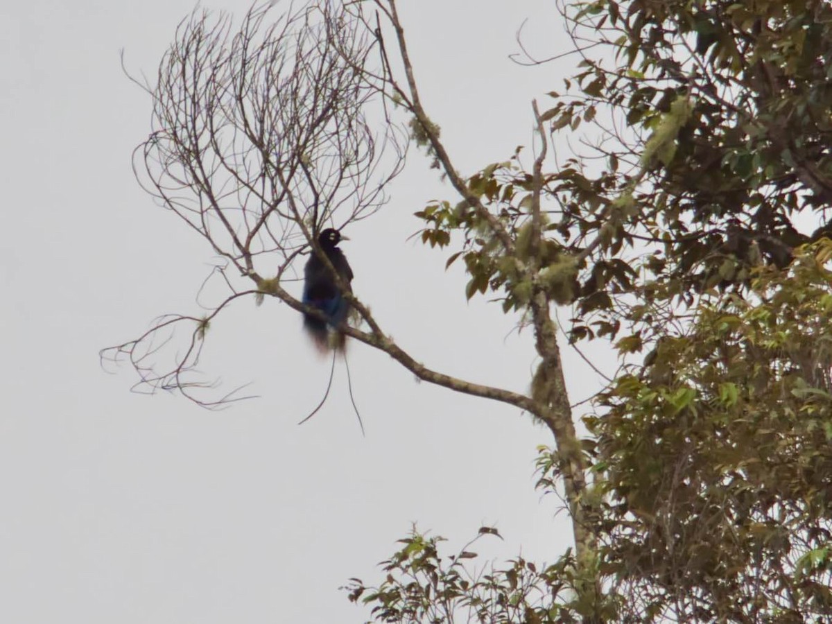 Blue Bird-of-Paradise - ML612331986