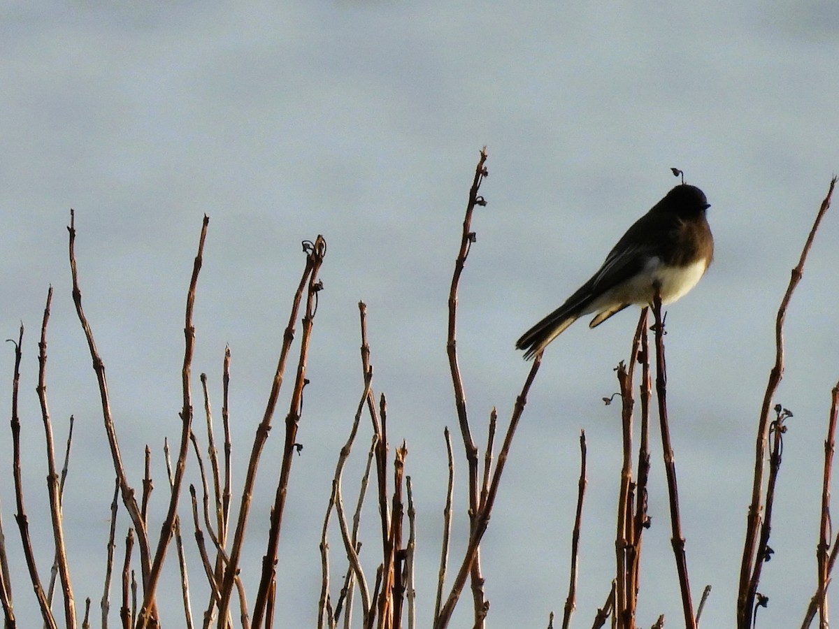 Чёрный фиби - ML612331997