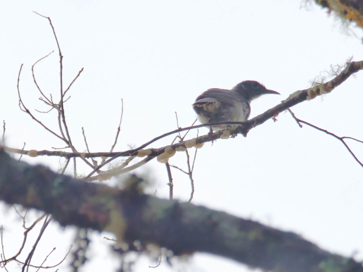 Marbled Honeyeater - ML612332004