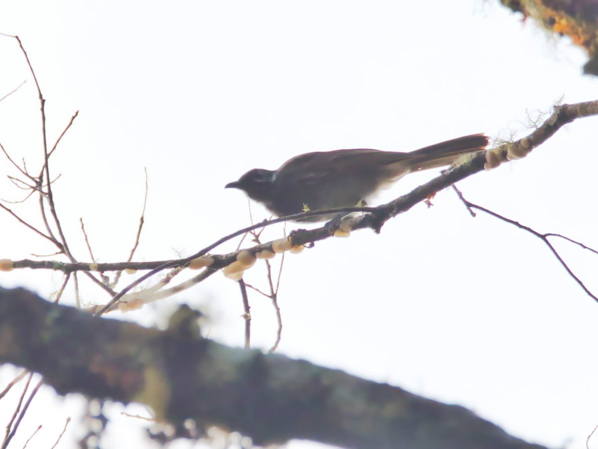 Marbled Honeyeater - ML612332005