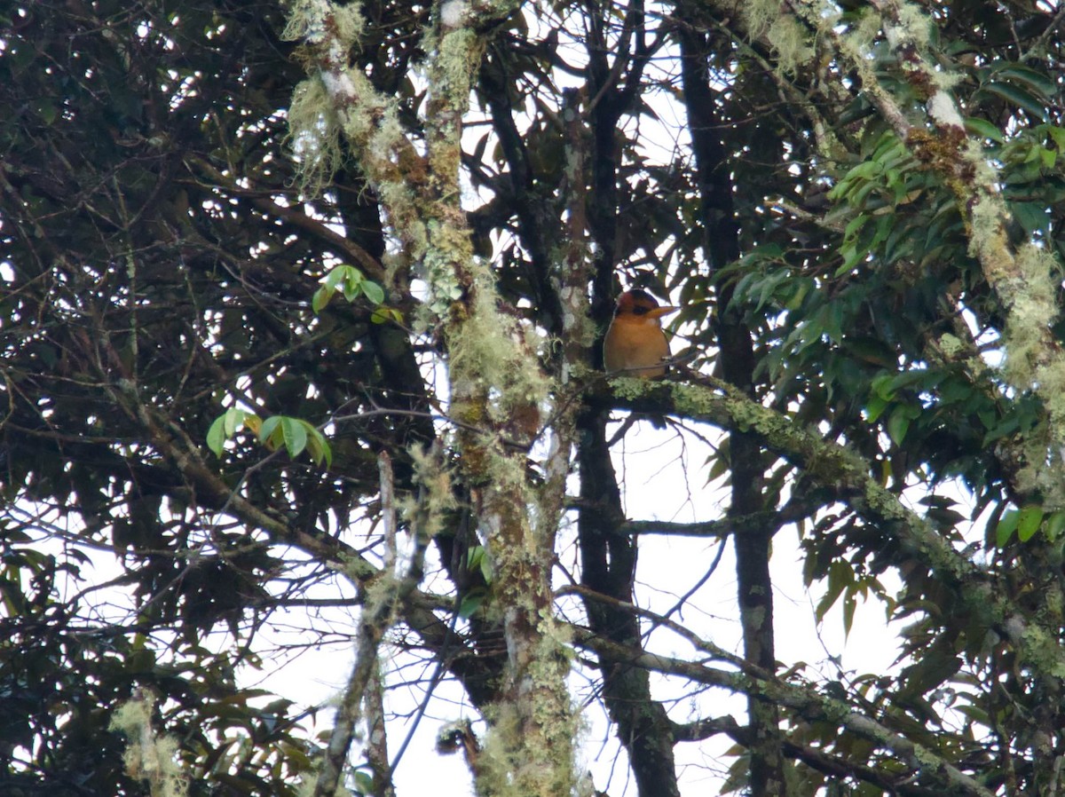 Mountain Kingfisher - ML612332007