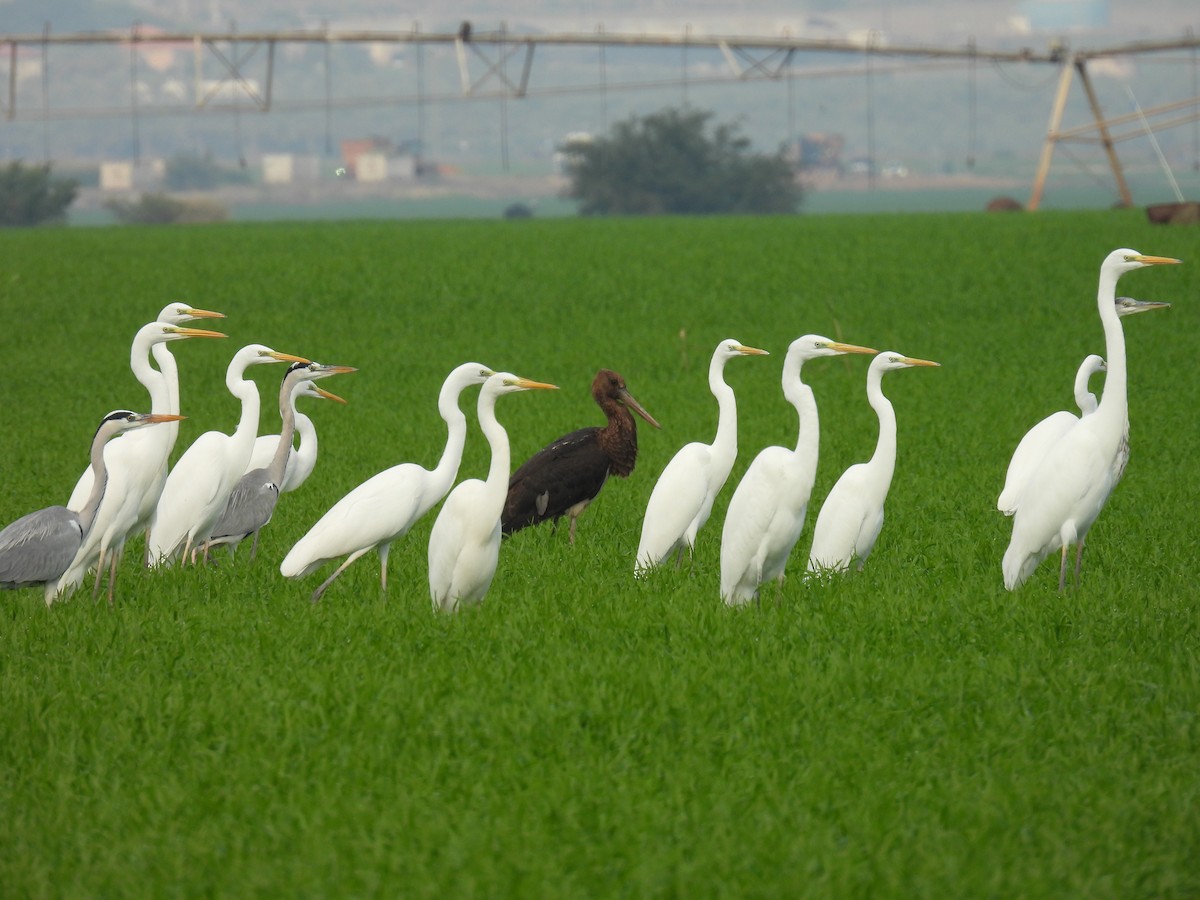 Great Egret - ML612332024