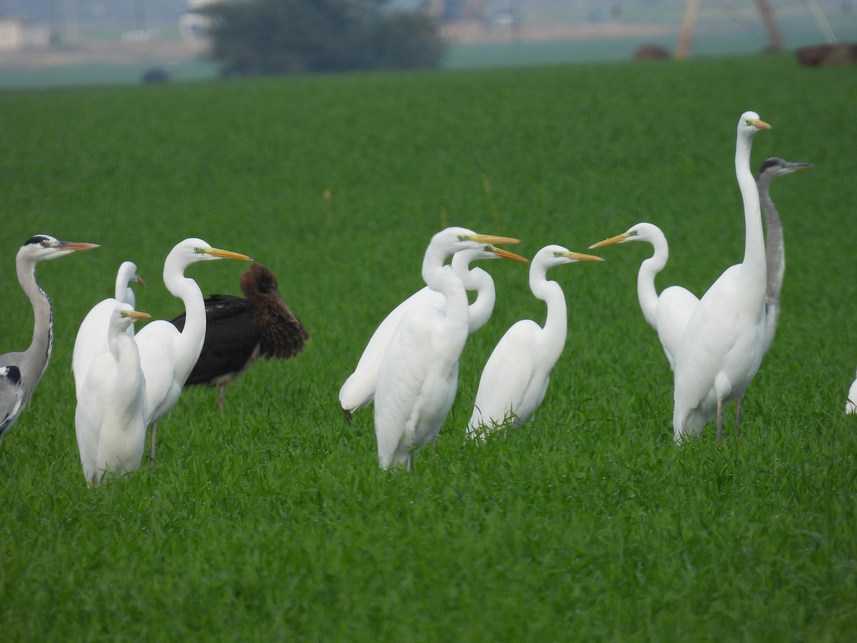 Great Egret - ML612332025